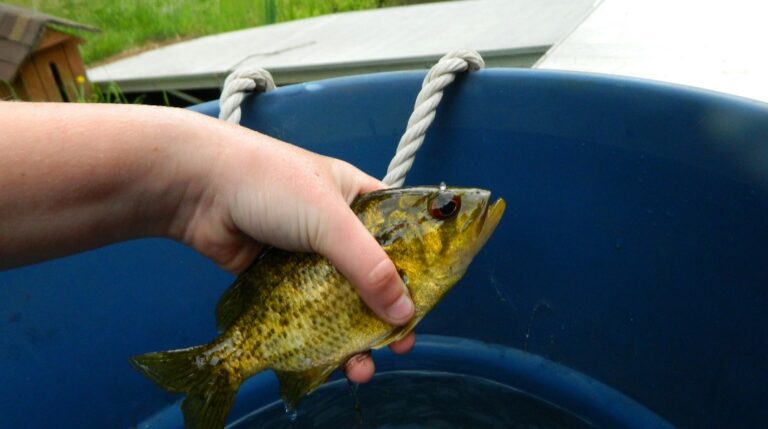 White Crappie vs Black Crappie: Key Differences Explained