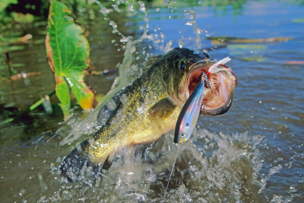 Reading Spring Water Clarity to Match Lures and Techniques